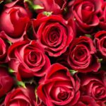 Verschillende soorten rode rozen